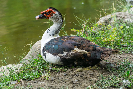 Wilde Ente vor einem See