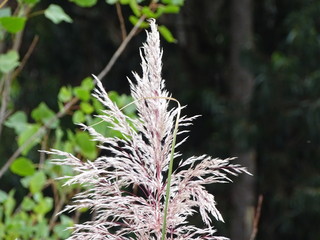 PLANTS AND FLOWERS