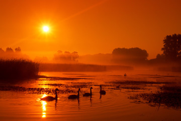 Fototapeta na wymiar Swans on a lake covered with morning mist lit by the rising sun
