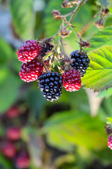 ripe and unripe blackberries 