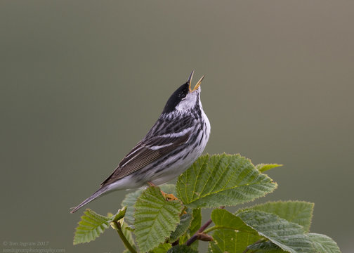 Blackpoll Warbler