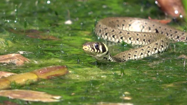 Ringelnatter, Natrix natrix, im Teich, Tierverhalten, Gartenteich, Wasserpflanzen