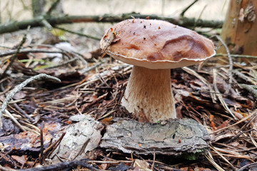 Boletus badius mushroom in the forest