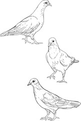 three isolated pigeons. Coloring page.
