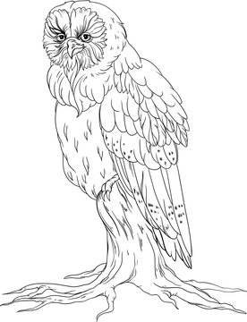 owl sitting on a wood.