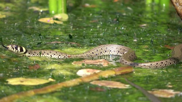 Ringelnatter, Natrix natrix, im Teich, Tierverhalten, Gartenteich, Wasserpflanzen