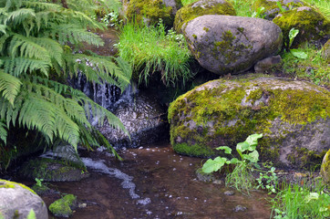 Stream in the forest