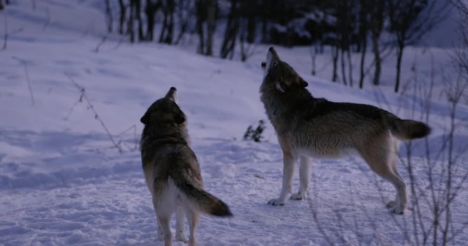 Wolves howling a cold winter night in the forest