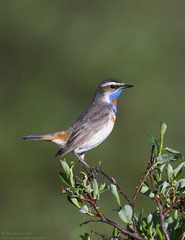 Bluethroat