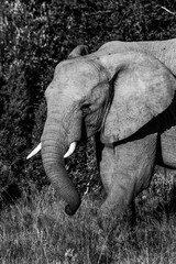 A black and white image of an african elephant in the bush in the Eastern Cape game reserves of South Africa