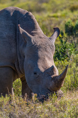 A head shot of a white rhino female, with a very large horn, grazes on the grass in the Eastern Cape game reserves of South Africa