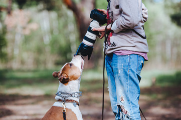 Obraz premium A dog breed American Staffordshire Terrier communicates with a photographer and sniffs the camera lens. Photoshoot of a dog