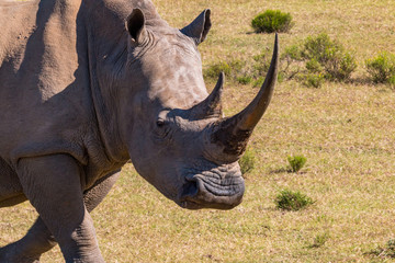 A head shot of a white rhino female, with a very large horn, walks across the grass in the Eastern Cape game reserves of South Africa