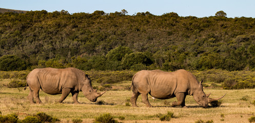 Naklejka premium Two white Rhinos, one with a very large horn cross the open plains of the Eastern Cape game reserves of South Africa, following each other in single file.