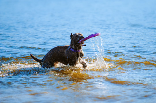 Cane Corso catches the toy in the water. A big blue suit dog is played outdoors