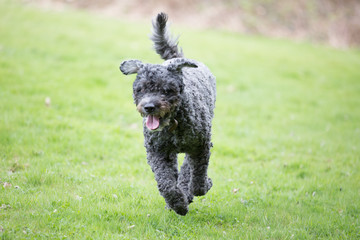Bouvier running