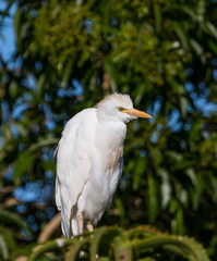 A white cattle egret bird sits in a cactus or spiked bush in South Africa