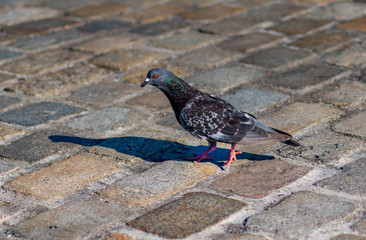 A pigeon walks across the cobbles in Greenwich, London, England