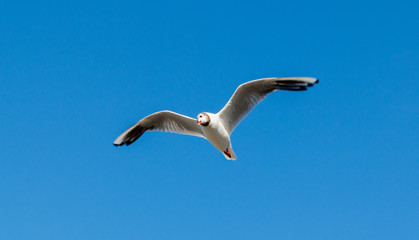 A black headed gull soars and looks at the camera as it flys past in the blue sky above Greenwich, London, England