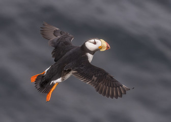 Horned Puffin (Fratercula corniculata)
