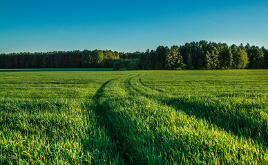 Green field at sunset