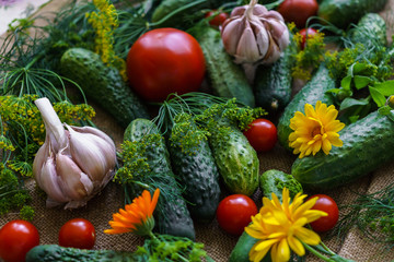 organic vegetables.a set of beet cucumbers, dill, garlic and tomato.