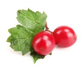 Viburnum berries with leaf isolated on white background