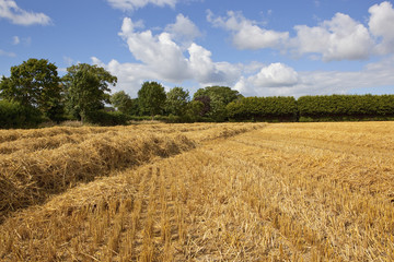 golden straw field and woodland