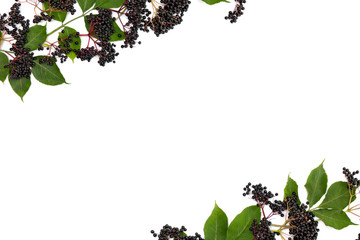 Clusters fruit black elderberry (Sambucus nigra) and leaves on a white background. Common names: elder, black elder, European elder and European black elderberry. Top view, flat lay