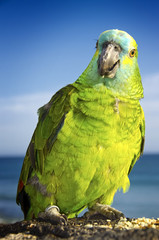 Papagei