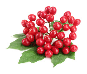 Viburnum berries with leaves isolated on white background