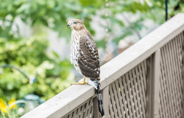 Cooper's Hawk in a Backyard