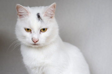 Fototapeta na wymiar portrait of a white domestic cat