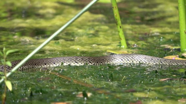 Ringelnatter, Natrix natrix, im Teich, Tierverhalten, Gartenteich, Wasserpflanzen