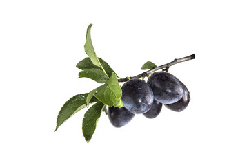 wet plum on a branch white background
