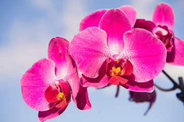 orchid pink flower