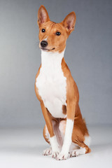 Red dog on a gray background