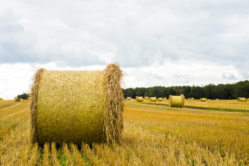 Hay bale. Agriculture field with sky. Rural nature in the farm land. Straw on the meadow. Wheat yellow golden harvest in summer. Countryside natural landscape. Grain crop, harvesting.