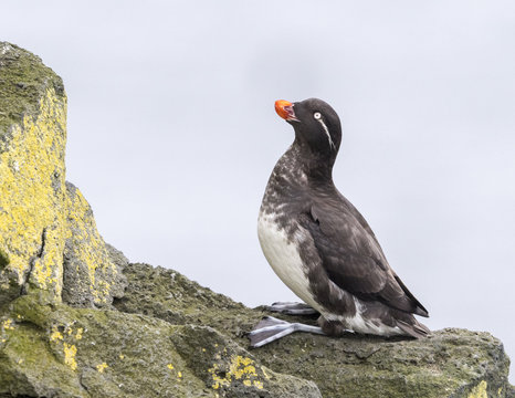 Parakeet Auklet