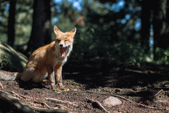 Red fox in the forest