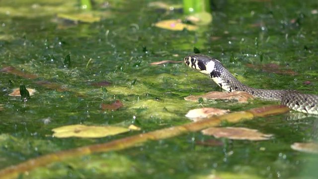 Ringelnatter, Natrix natrix, im Teich, Tierverhalten, Gartenteich, Wasserpflanzen
