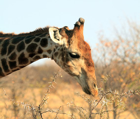 Close up of a giraffe bending to forage on a bush
