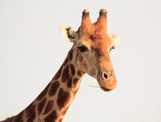 African Male Giraffe head, looking directly into camera