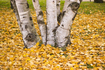 The bright colors of autumn trees. Autumn landscape.