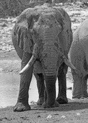 Full Frame Portrait of a Large Bull Elephant with nice tusks 