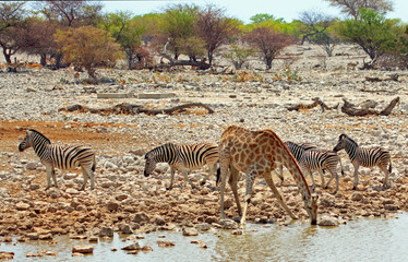 Fototapeta na wymiar Landscape of a vibrant waterhole with giraffe and zebras drinking in Etosha, Namibia