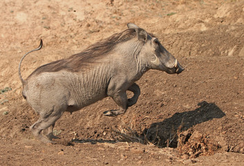 Wathog jumping over s shallow ditch, with legs in mid air