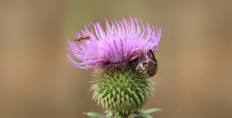 Two brown beetle, similar to elephants, sitting on a Thistle