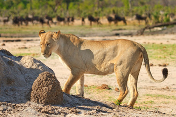 Fototapeta na wymiar Full Frame Lioness standing next to a termite mound with wildebeest in the background in Hwange, Zimbabwe
