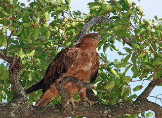 crested Eagle perched in a tree in South Luangwa, Zambia